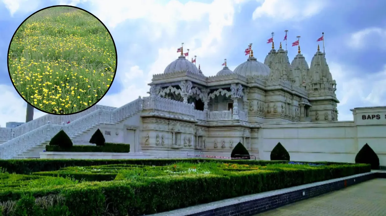 Neasden in West London History, Culture and Community Guide