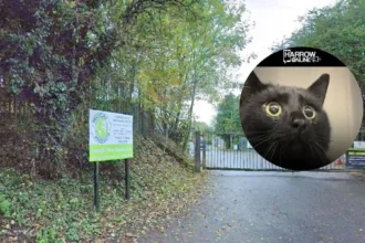 RSPCA warns pet owners after cat is found with pellets in west London