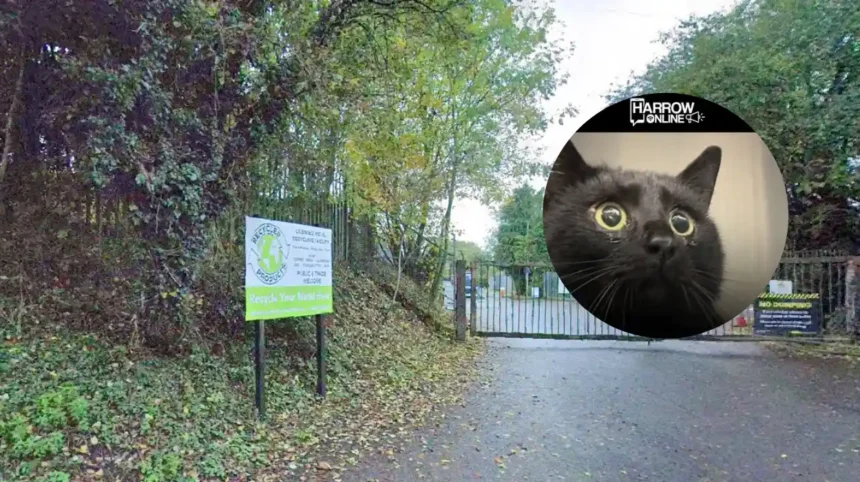 RSPCA warns pet owners after cat is found with pellets in west London