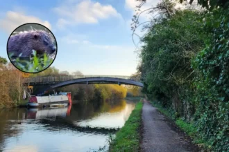 Beavers Cut Flooding at Paradise Fields — Ealing 2026