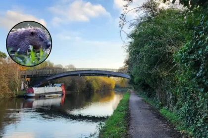 Beavers Cut Flooding at Paradise Fields — Ealing 2026