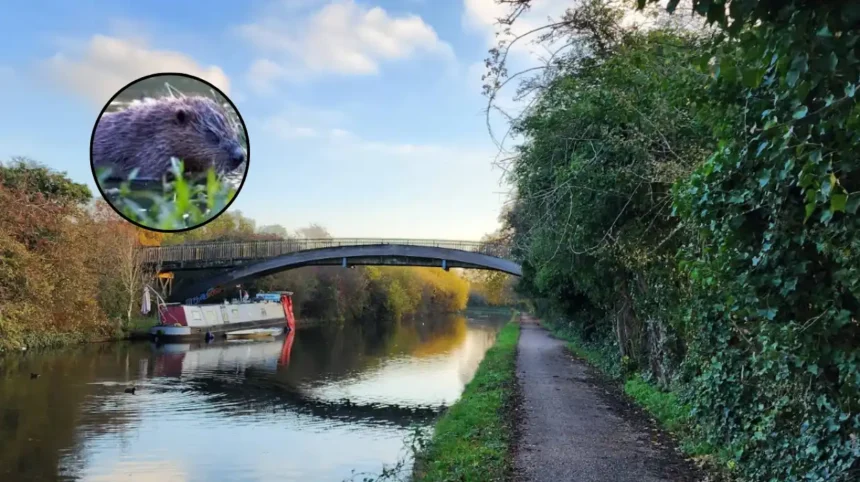 Beavers Cut Flooding at Paradise Fields — Ealing 2026