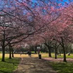 Free Things to Do in West London: Parks, Walks and Culture