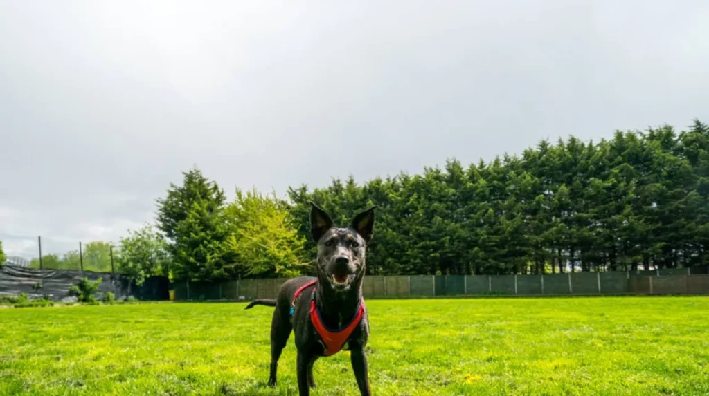 What makes West London pet-friendly?