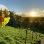 Deer Rutting Season Begins With Safety Warnings In Richmond 2026