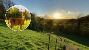 Deer Rutting Season Begins With Safety Warnings In Richmond 2026