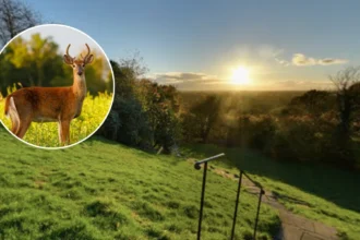 Deer Rutting Season Begins With Safety Warnings In Richmond 2026