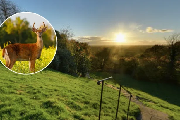 Deer Rutting Season Begins With Safety Warnings In Richmond 2026