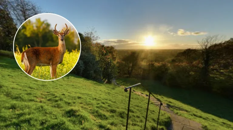 Deer Rutting Season Begins With Safety Warnings In Richmond 2026