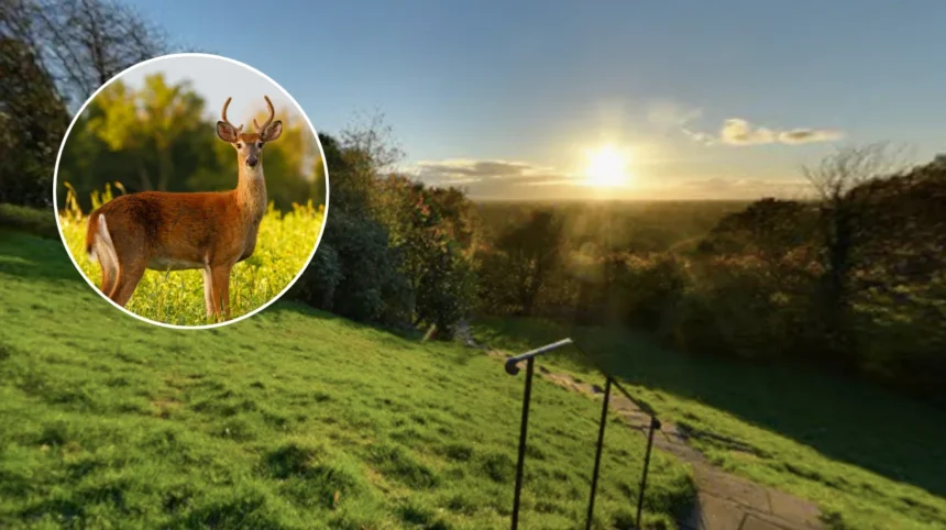 Deer Rutting Season Begins With Safety Warnings In Richmond 2026