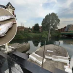 West London Canal Sewage and Dead Animals Crisis in Brentford 2026