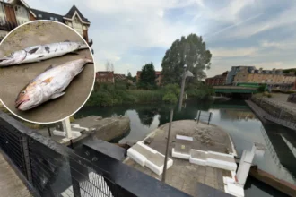 West London Canal Sewage and Dead Animals Crisis in Brentford 2026