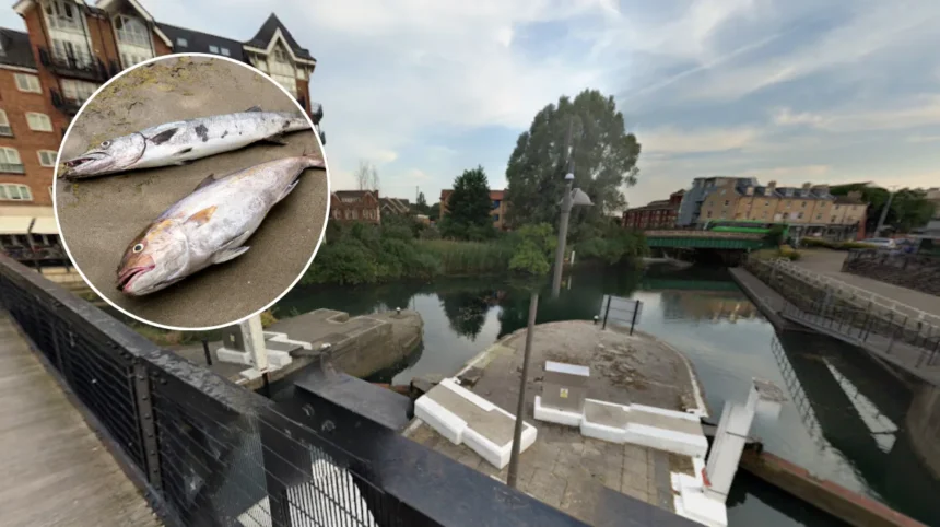 West London Canal Sewage and Dead Animals Crisis in Brentford 2026