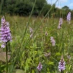 Best Wildflower Spots in West London_ Meadows and Nature Reserves