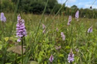 Best Wildflower Spots in West London_ Meadows and Nature Reserves