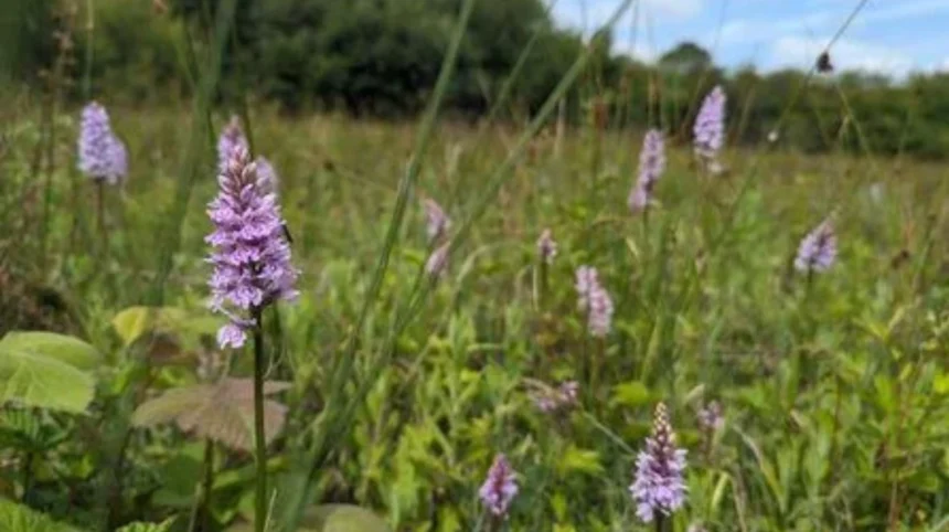 Best Wildflower Spots in West London_ Meadows and Nature Reserves