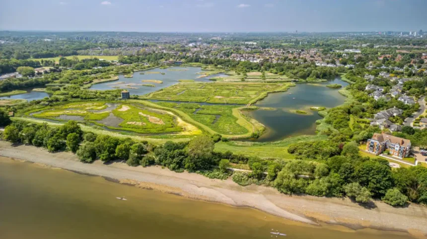 Birdwatching in West London Best Parks and Wetlands
