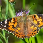 Butterfly Watching in West London Best Parks and Nature Reserves