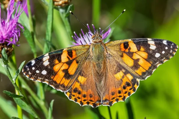 Butterfly Watching in West London Best Parks and Nature Reserves
