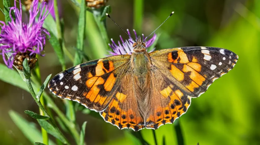 Butterfly Watching in West London Best Parks and Nature Reserves