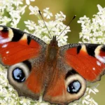 Butterfly Watching in West London_ Best Parks and Species
