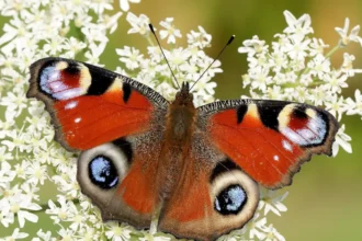Butterfly Watching in West London_ Best Parks and Species
