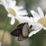 Butterfly Watching in West London_ Richmond Park and Local Wildlife