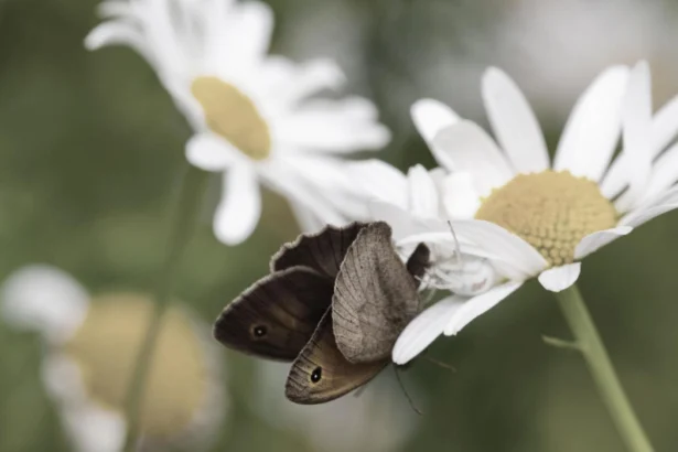 Butterfly Watching in West London_ Richmond Park and Local Wildlife