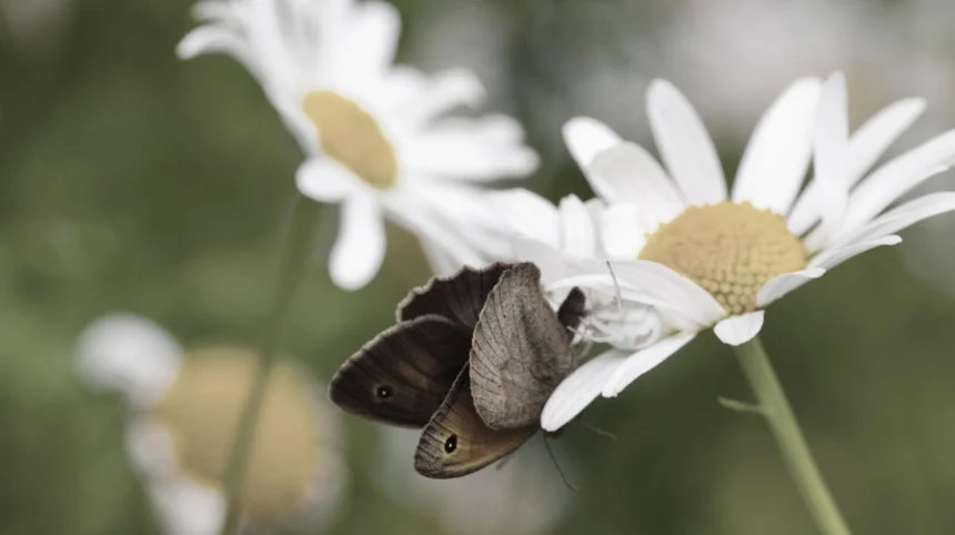 Butterfly Watching in West London_ Richmond Park and Local Wildlife
