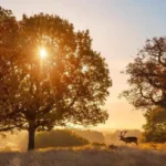 Explore Woodland Areas in West London_ Parks and Nature