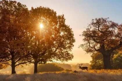 Explore Woodland Areas in West London_ Parks and Nature