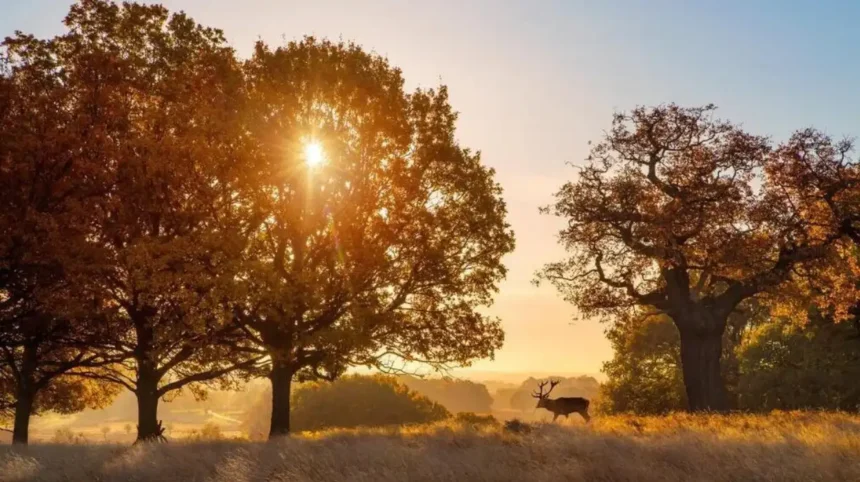 Explore Woodland Areas in West London_ Parks and Nature