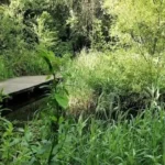 Places to See Wildlife in West London_ Parks and Nature Reserves