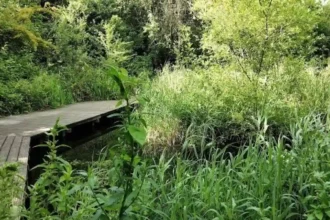 Places to See Wildlife in West London_ Parks and Nature Reserves