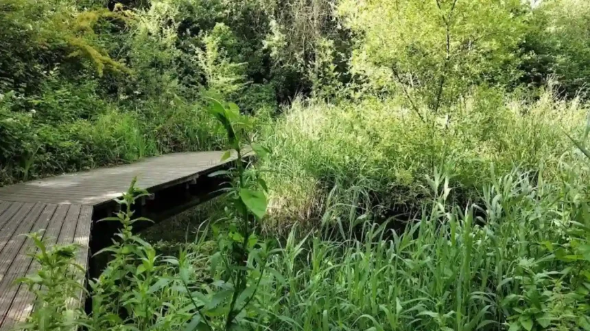 Places to See Wildlife in West London_ Parks and Nature Reserves