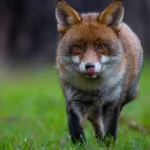 Urban Wildlife in West London_ Species and Habitats Guide