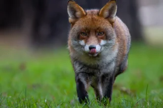 Urban Wildlife in West London_ Species and Habitats Guide