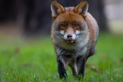 Urban Wildlife in West London_ Species and Habitats Guide