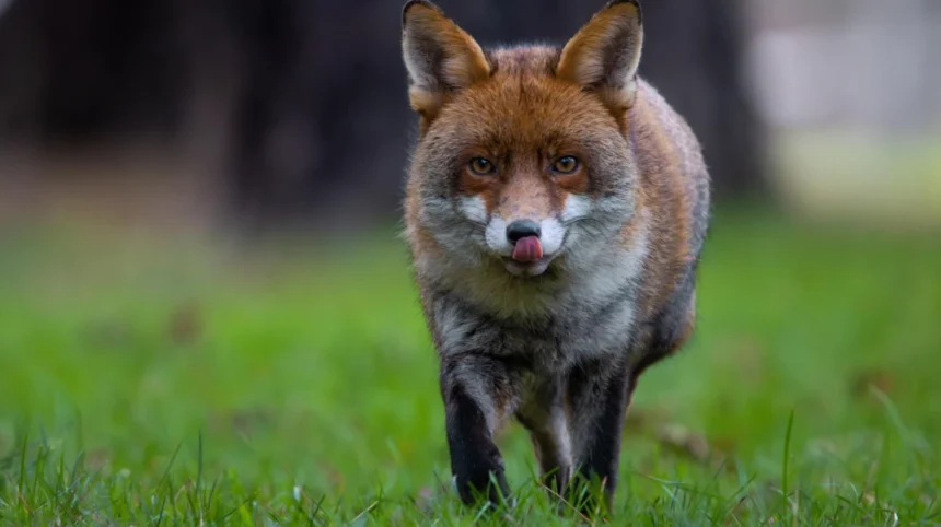 Urban Wildlife in West London_ Species and Habitats Guide