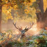 West London Nature Photography_ Best Places to Visit Guide