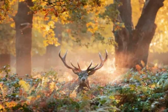 West London Nature Photography_ Best Places to Visit Guide
