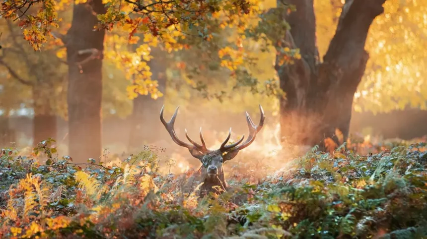 West London Nature Photography_ Best Places to Visit Guide