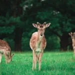 Wildlife in West London Parks, Nature Reserves and Native Species