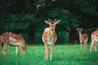 Wildlife in West London Parks, Nature Reserves and Native Species