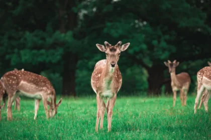 Wildlife in West London Parks, Nature Reserves and Native Species