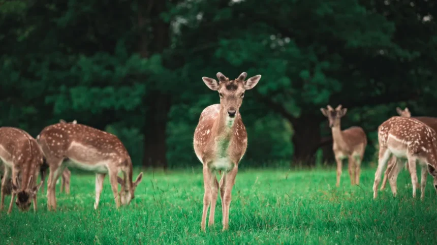Wildlife in West London Parks, Nature Reserves and Native Species
